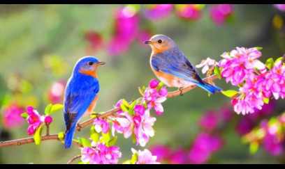 Yaz fəslinin Azərbaycana daxilolma vaxtı AÇIQLANDI 