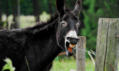 Eşşəklərimiz azalır - VAHİMƏLİ STATİSTİKA