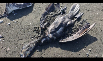 Lənkəranda dəniz sahilində qarabattaqlar kütləvi tələf olublar 