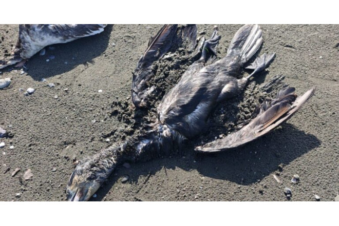 Lənkəranda dəniz sahilində qarabattaqlar kütləvi tələf olublar 