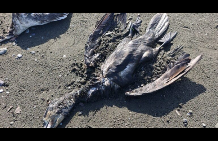 Lənkəranda dəniz sahilində qarabattaqlar kütləvi tələf olublar 