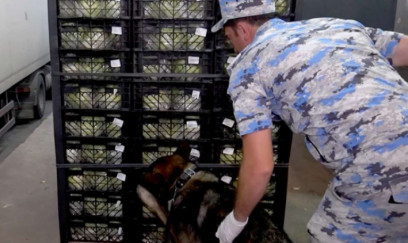 "Kahı" yükünün içərisində külli miqdarda marixuana aşkar edilib 