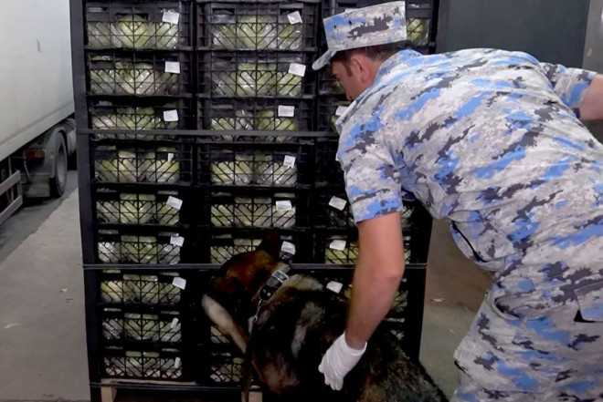 "Kahı" yükünün içərisində külli miqdarda marixuana aşkar edilib 