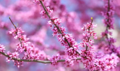 Aprelin ilk günü üçün hava proqnozu 