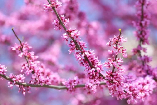 Aprelin ilk günü üçün hava proqnozu 