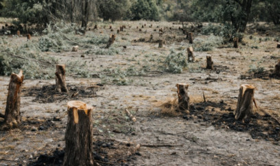 Saatlıda ekologiya qəsdən məhv edilir? - İDDİA