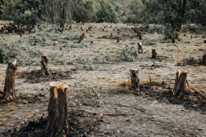 Saatlıda ekologiya qəsdən məhv edilir? - İDDİA