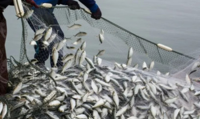 Sabahdan Azərbaycanın daxili su hövzələrində balıq ovu qadağan edilir 