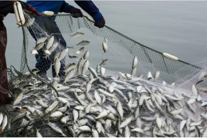 Sabahdan Azərbaycanın daxili su hövzələrində balıq ovu qadağan edilir 