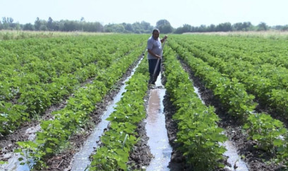 Leysan yağışlar 2 min hektardan çox əkin sahəsinə zərər vur 