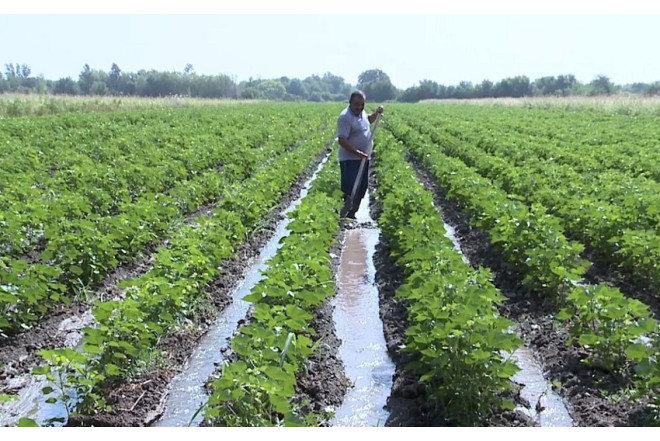 Leysan yağışlar 2 min hektardan çox əkin sahəsinə zərər vur 
