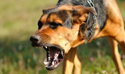 Biləsuvarda sahibsiz it 10 yaşlı uşağı dişləyib 