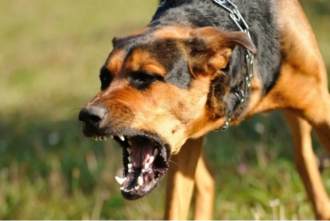 Biləsuvarda sahibsiz it 10 yaşlı uşağı dişləyib 