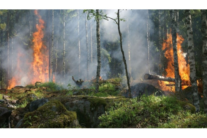 Kəlbəcərdə meşə yanır 