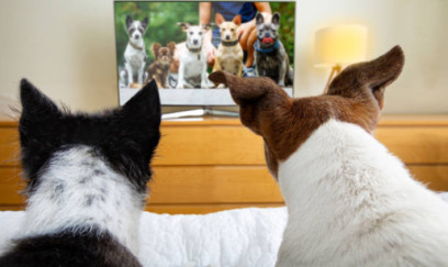 Ev heyvanları üçün telekanal yaradıldı