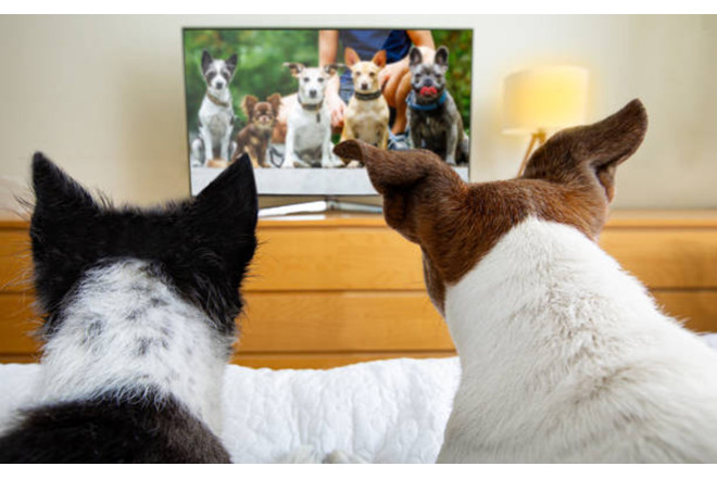 Ev heyvanları üçün telekanal yaradıldı