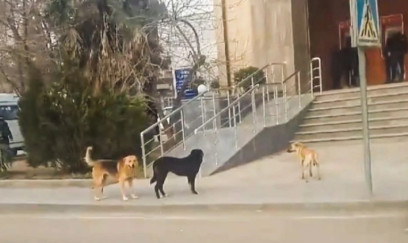 Biləsuvarda 26 nəfəri it dişlədi 