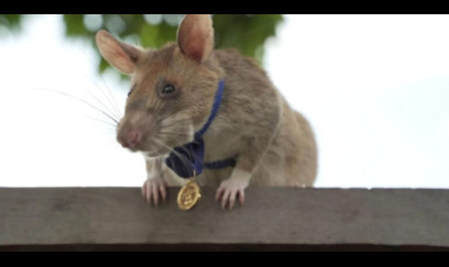 Siçana abidə qoyuldu - FOTO