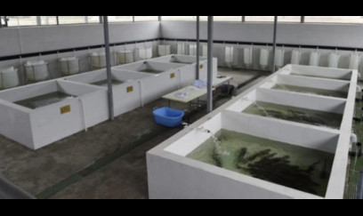 Çaykənd Qızılbalıqartırma zavodu yenidən qurulacaq 