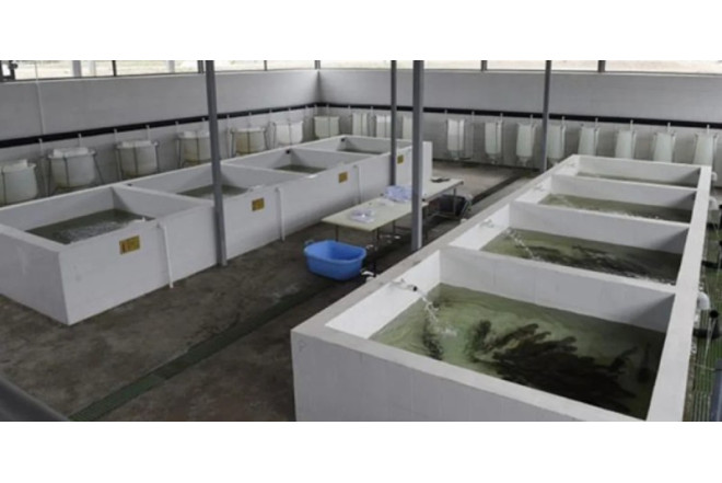 Çaykənd Qızılbalıqartırma zavodu yenidən qurulacaq 