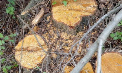 Oğuzda ağacların kəsilməsinə görə cinayət işi başlanıb 