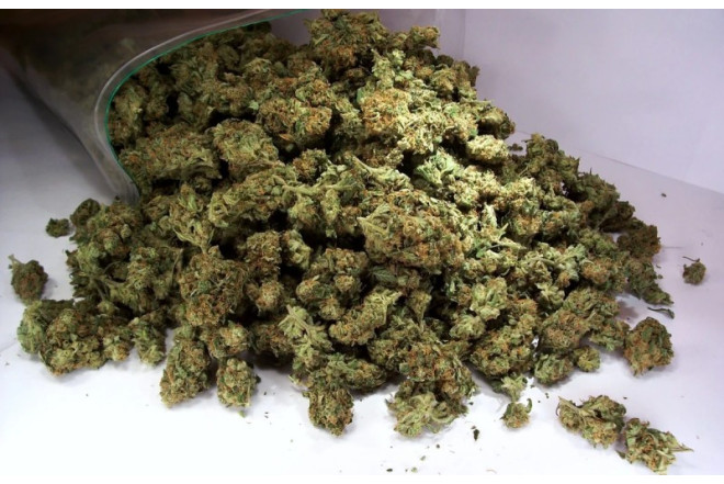 Keçmiş məhkumda 8 kiloqrama yaxın marixuana aşkarlandı 