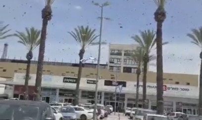 Minlərlə arı ticarət mərkəzinə hücum edib 