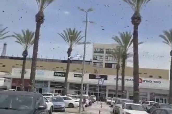 Minlərlə arı ticarət mərkəzinə hücum edib 