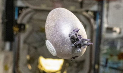 Kosmik Stansiyada bənövşəyi rəngdə kartof yetişdirilib 