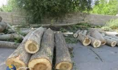 Bu rayonlarda ağaclar kəsildi: 133 minlik ziyan dəydi...