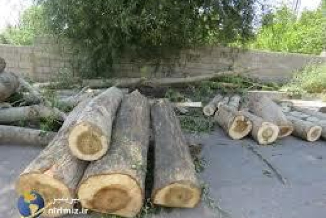 Bu rayonlarda ağaclar kəsildi: 133 minlik ziyan dəydi...