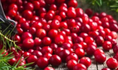 Quşüzümünün ağız sağlamlığına təsiri 