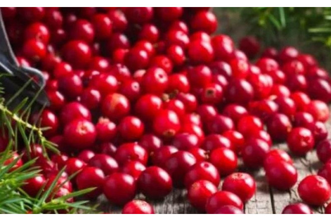 Quşüzümünün ağız sağlamlığına təsiri 