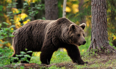 Ayı ABŞ hərbçilərinə hücum etdi 