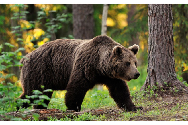 Ayı ABŞ hərbçilərinə hücum etdi 