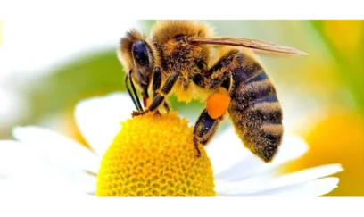 Nyu-Yorkda qəbiristanlıq altında milyonlarla arı aşkarlandı 