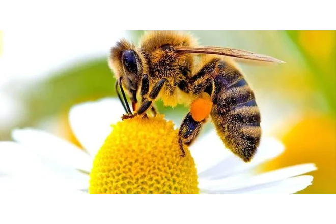Nyu-Yorkda qəbiristanlıq altında milyonlarla arı aşkarlandı 
