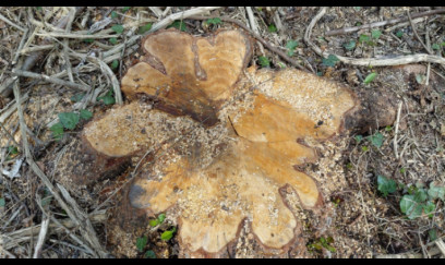 Meşə ərazisində tikinti qalmaqalı: ağacların kəsildiyi iddia olunur