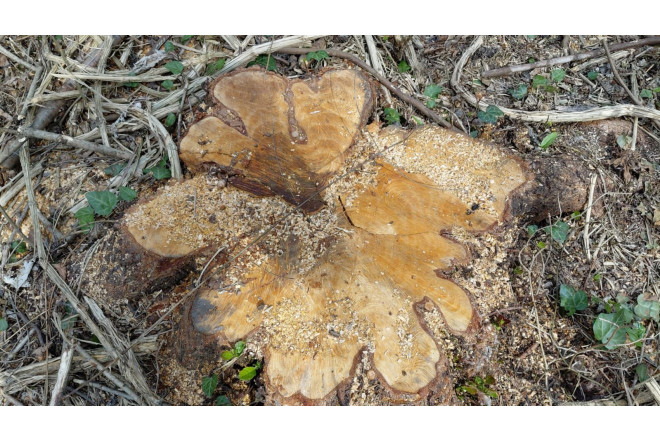 Meşə ərazisində tikinti qalmaqalı: ağacların kəsildiyi iddia olunur