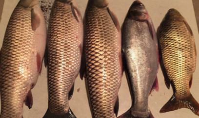 2 manata alınan balıq niyə bazarda 35 manata satılır? 