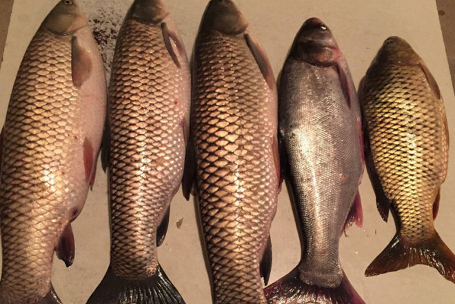 2 manata alınan balıq niyə bazarda 35 manata satılır? 