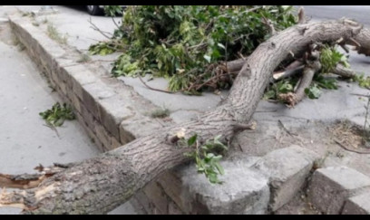 Bakıda güclü külək 34 ağacı aşırdı 