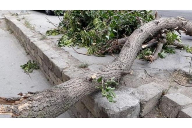 Bakıda güclü külək 34 ağacı aşırdı 