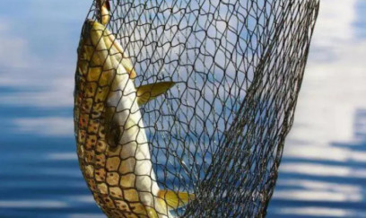 Balıq ovuna qadağa tətbiq edildi 