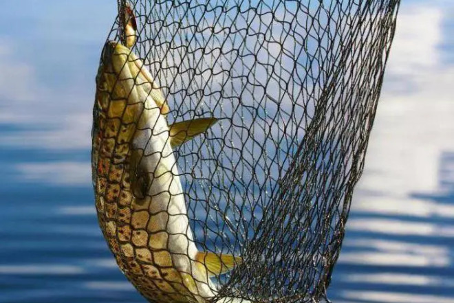 Balıq ovuna qadağa tətbiq edildi 