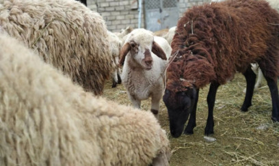Qurbanlıq bazarlarında yeni qaydalar tətbiq olundu – satış və nəzarət gücləndirildi