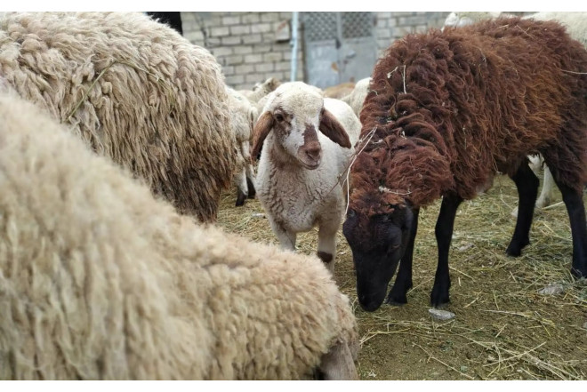 Qurbanlıq bazarlarında yeni qaydalar tətbiq olundu – satış və nəzarət gücləndirildi