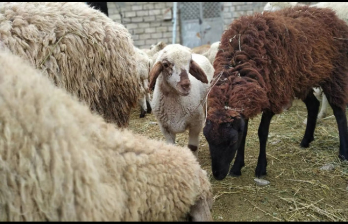 Qurbanlıq bazarlarında yeni qaydalar tətbiq olundu – satış və nəzarət gücləndirildi