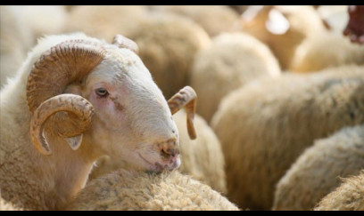 Qurban kəsmək üçün yerlərin SİYAHISI