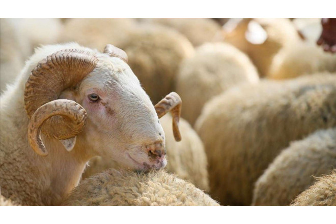 Qurban kəsmək üçün yerlərin SİYAHISI